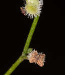 Hairy bedstraw